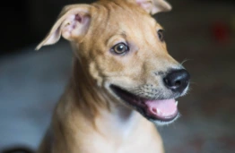 What Is Your Dog Really Saying? AI Is Helping Researchers Decode Animal Communication